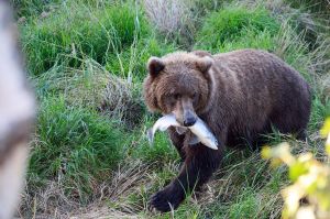 Remote Alaska Air Tours in Brooks Falls with Alaska Air Service. Small-group guided tours from Anchorage, unforgettable views and experiences.