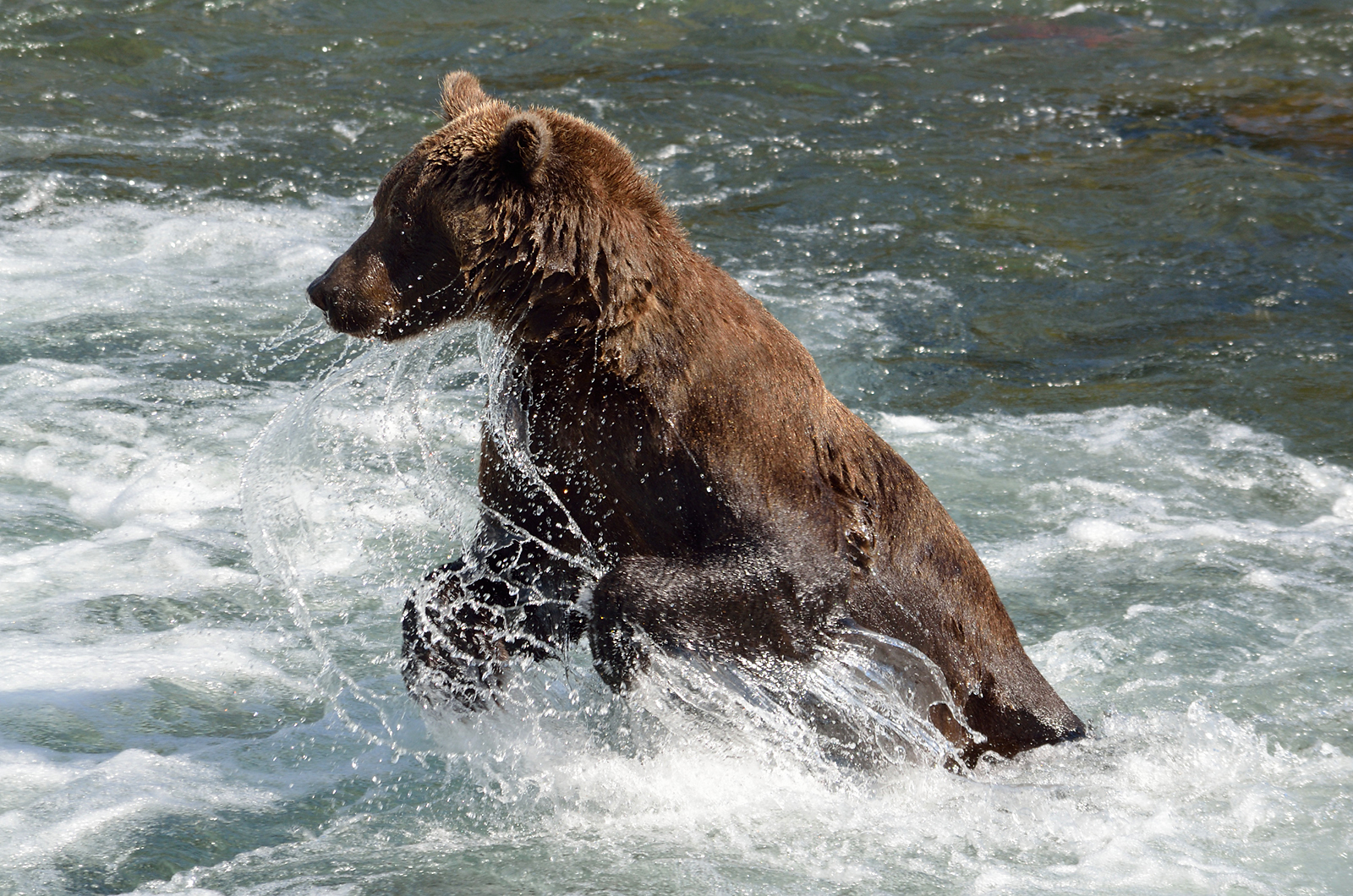Bear Viewing in Katmai National Park with Alaska Air Service. Small-group guided tours from Anchorage, unforgettable views and experiences.