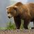 Coastal Brown Bear Viewing in Alaska