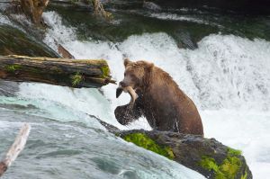 Guided Bear Viewing Tours in Katmai National Park with Alaska Air Service. Small-group guided tours from Anchorage, unforgettable views and experiences.