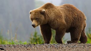 Wildlife Viewing in Anchorage with Alaska Air Service. Small-group guided tours from Anchorage, unforgettable views and experiences.