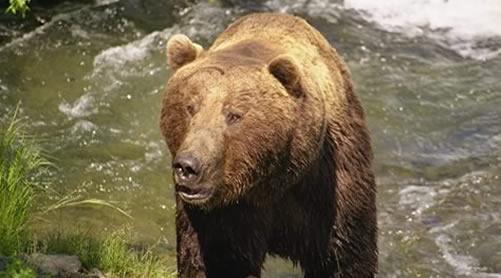 alaska bear