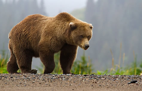 brown bear alaska2