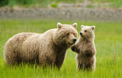 grizzly bear cub alaska